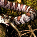 Eastern milksnake