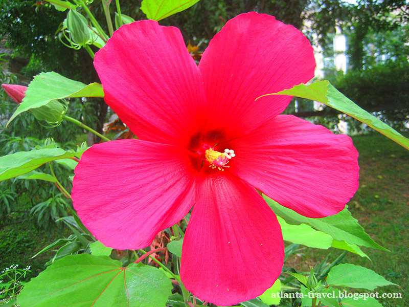 Цветы из ботанического сада Атланты - открытки к 8 марта Atlanta botanical garden flowers 8 marta