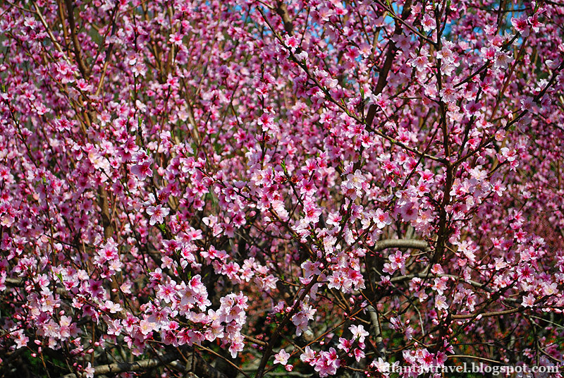 Весенние цветы в садах Коллавэй Callaway Gardens spring flowers