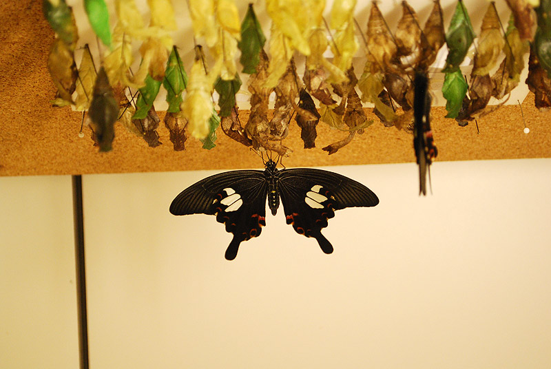 Callaway Butterfly Center Куколки и бабочки Callaway Butterfly Center Куколки и бабочки