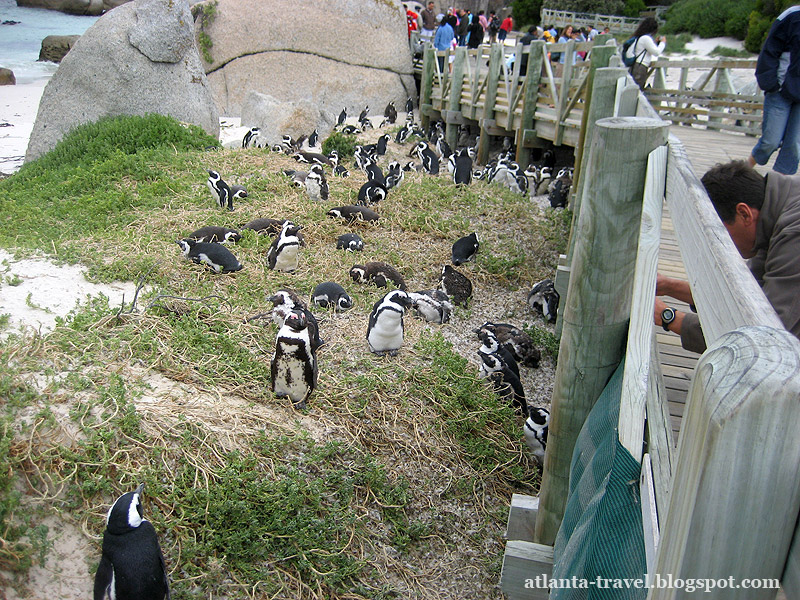 Boulders penguins, африканские пингвины