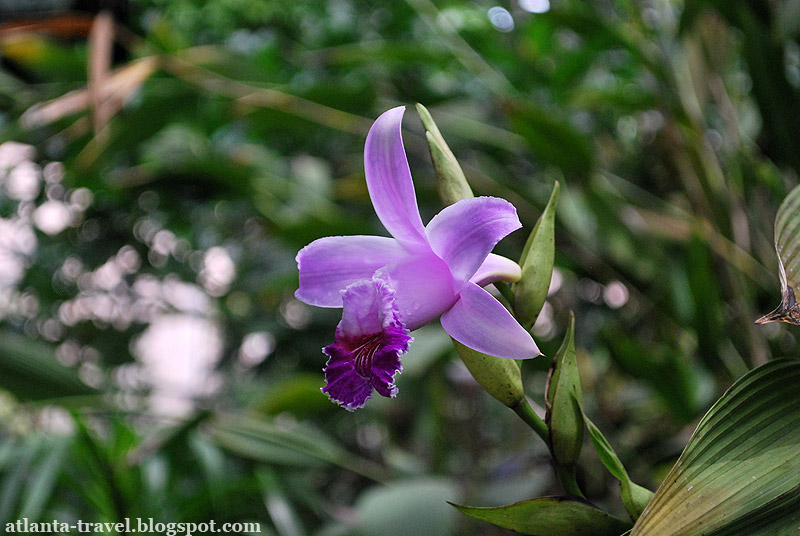 Orchids in Atlanta botanical garden