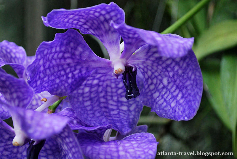Orchids in Atlanta botanical garden
