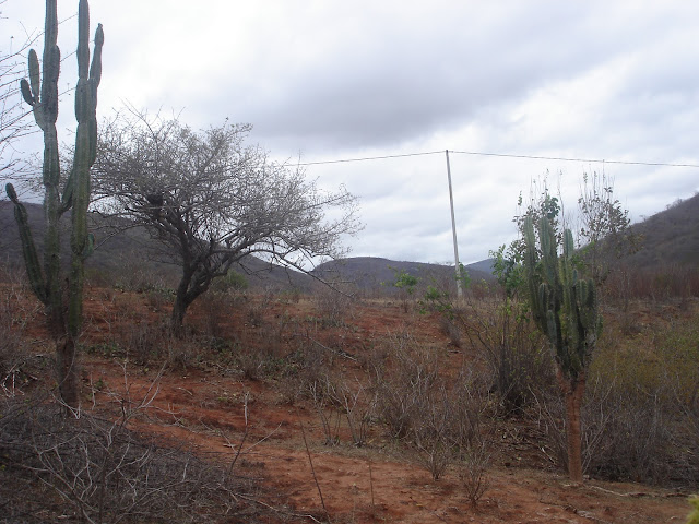 Caatinga.jpg