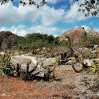 Caatinga 01.jpg
