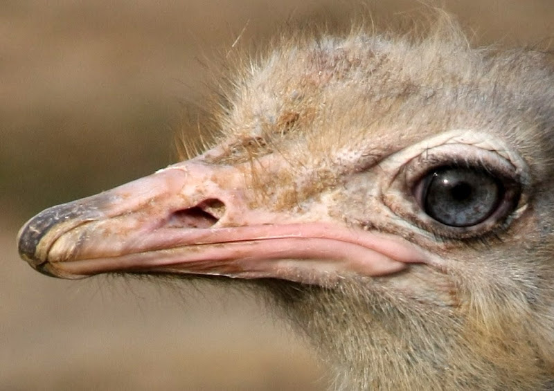 IMAGE: http://lh5.ggpht.com/_KCZEuPg6NCc/SbP4V5N2swI/AAAAAAAAAXc/8jrqDEAA7o4/s800/IMG_4895Crop.JPG