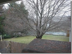 snowy morn 007
