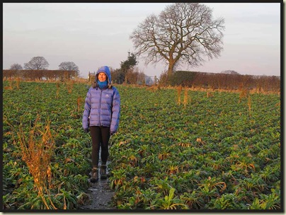 Sue follows an icy path through a field of beet