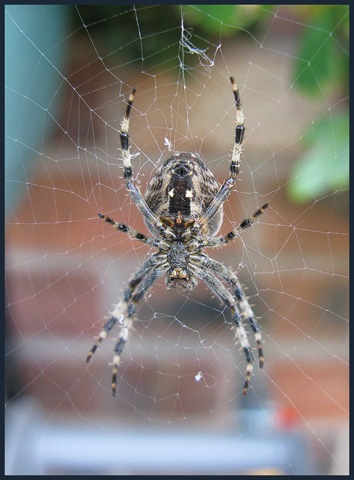 [0104spider2[2].jpg]