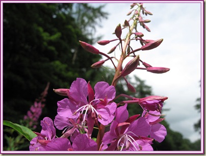 Rosebay Willowherb (Epilobium angustifolium)