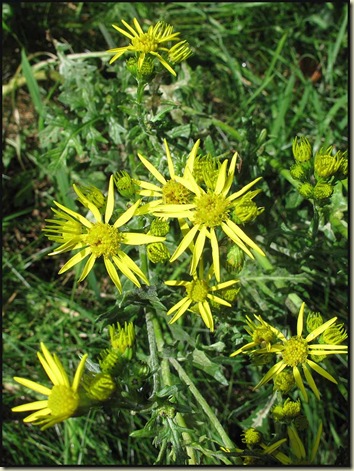 Common Ragwort (Senecio jacobaea) Common Ragwort (Senecio jacobaea)
