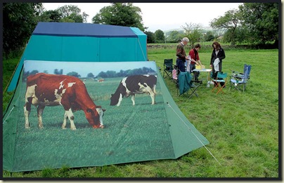 Cows are allowed on the campsite?