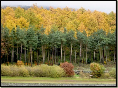 Woodland by Ridgegate Reservoir