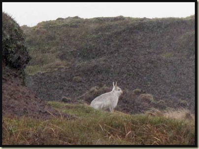 Mountain hare on Bleaklow - they were scampering around everywhere