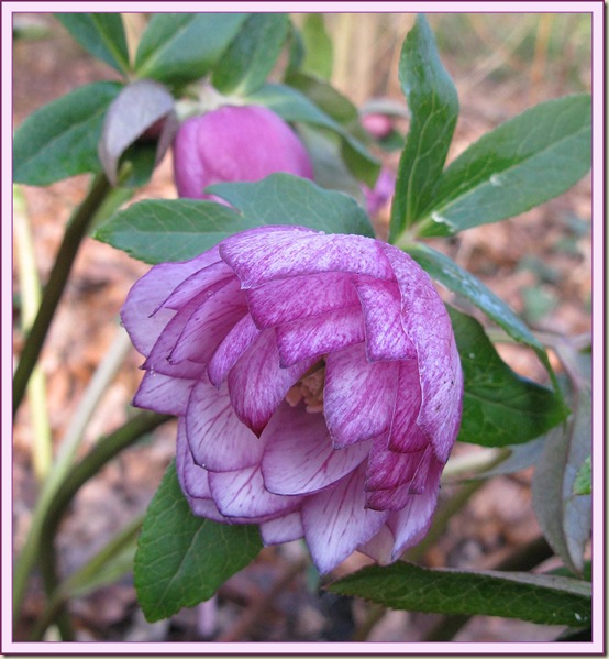 Flower at Dunham Massey on 3/3/11