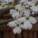 Dogwood Tree