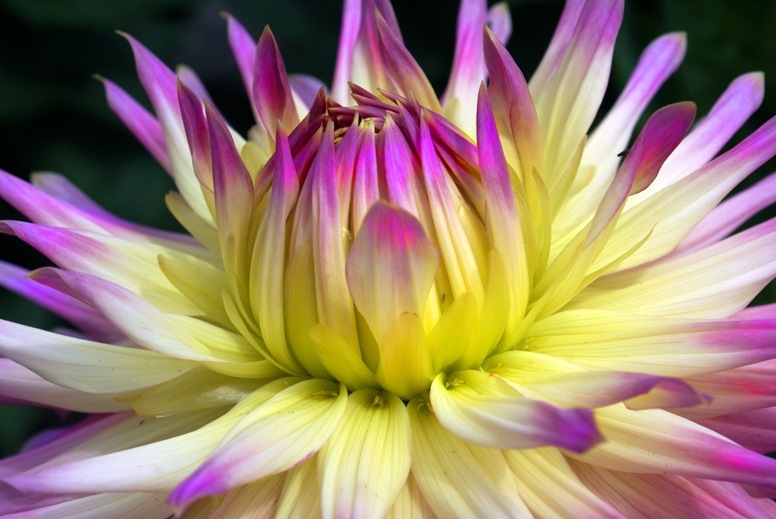 [Dahlia3[1].jpg]