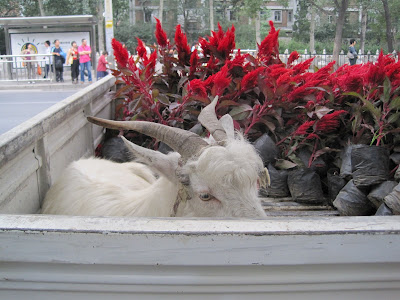 Looks like someone feels a bit. . .sheepish!