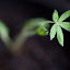 Lupine