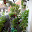 garyhodgson's Back Balcony garden