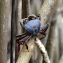 Crab