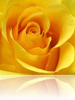 yellow-rose-picture.200163719_std