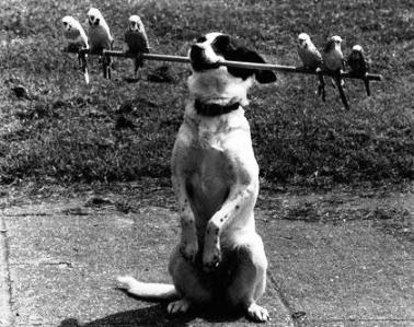 [funny-dog-picture-dog-in-black-and-white2222[5].jpg]