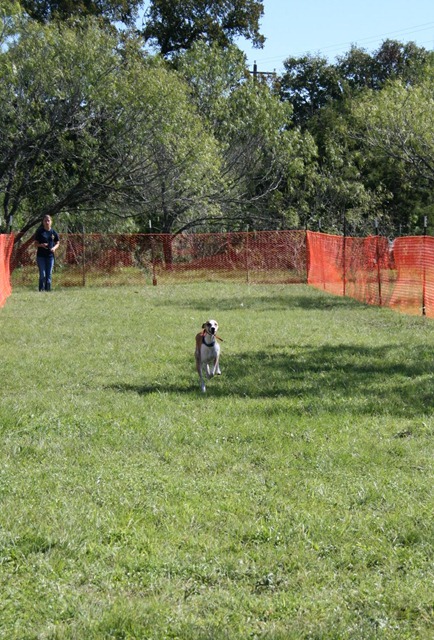 [Max Lure Coursing[12].jpg]