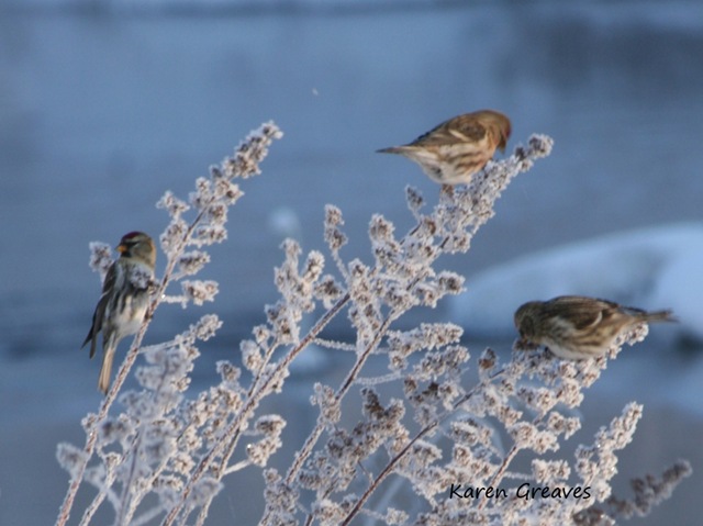 [snowbirds_0556_c[5].jpg]