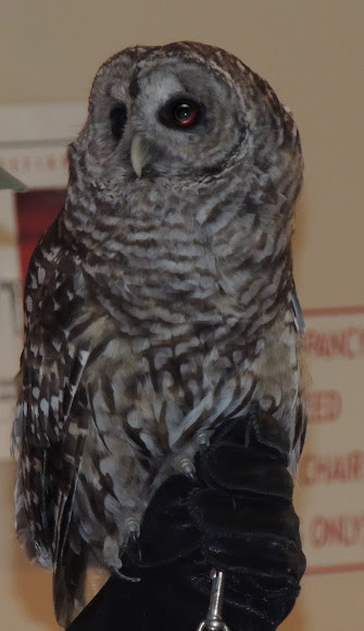 Spotting Image 1