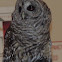 Barred Owl