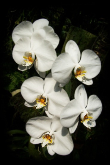 phalaenopsis