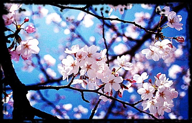 [sakura[1].jpg]
