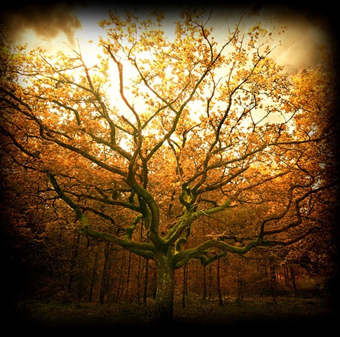 [In_october_by_raun[5].jpg]