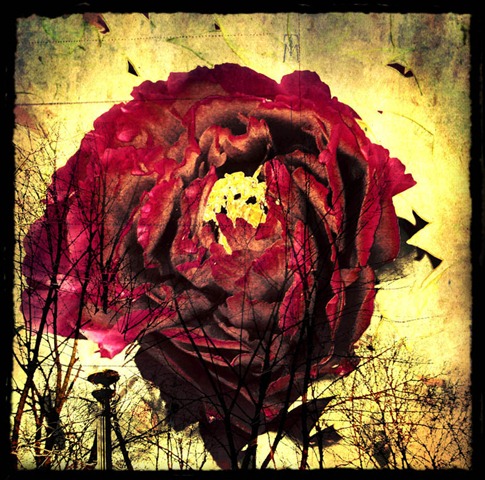 [JapanesePeony_by_horstdesign[6].jpg]