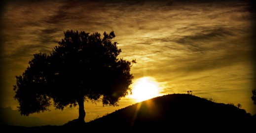 Olive_sunset_by_KatoSpiegel