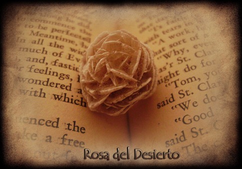 rosa del desierto