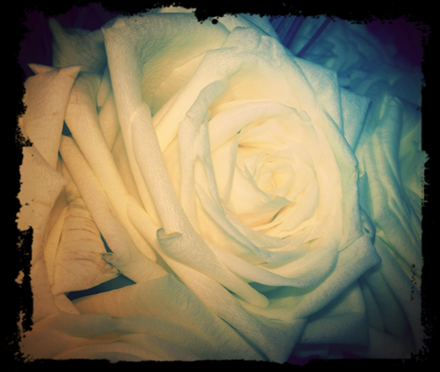 rosa blanca