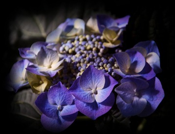 blue_flower_by_Marie_Ange