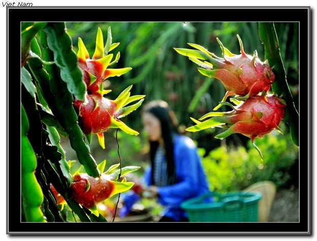 Những  ảnh đoạt Giải Cuộc Thi Festival trái cây Vietnam  Thuhoach_Lexuancuong_G3_thumb