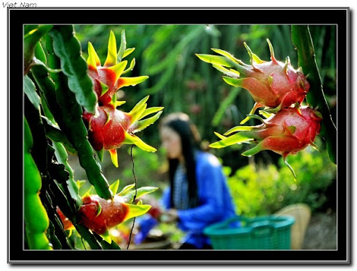 http://lh6.ggpht.com/_KSOH77vnC-4/TA5Sfx8cG2I/AAAAAAAAFek/uBz8oR4nDx0/s1600-h/thuhoach_Lexuancuong_G3%5b3%5d.jpg