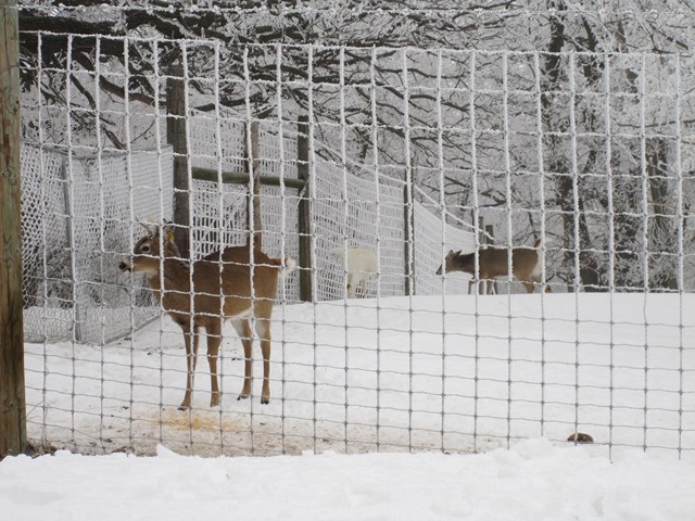 [deer[3].jpg]