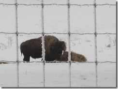 buffalo