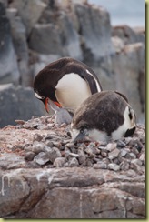 Mother feeding chick