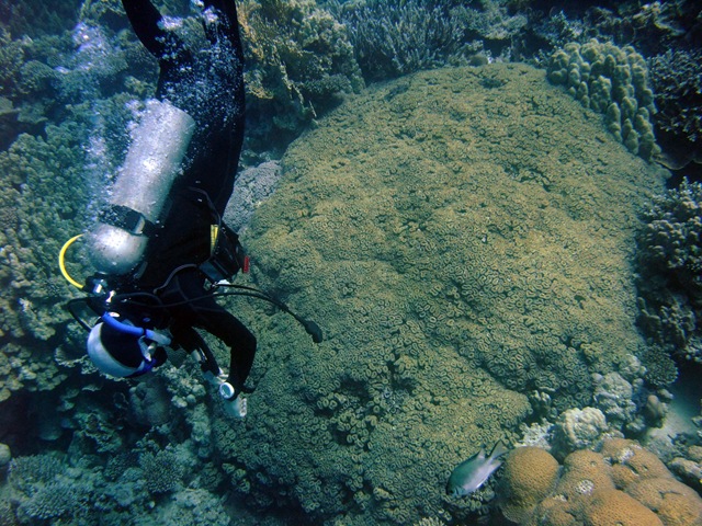 [Paul over some coral[2].jpg]
