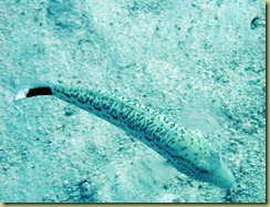 Fish camoflaged