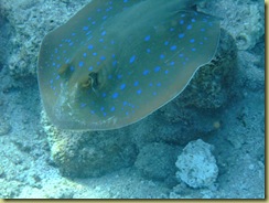 Blue Spotted Ray 2