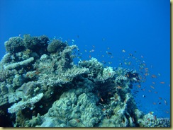 Coral Pinancle and Fish