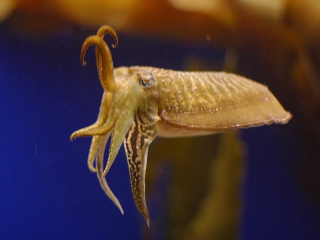 [Cuttlefish[2].jpg]