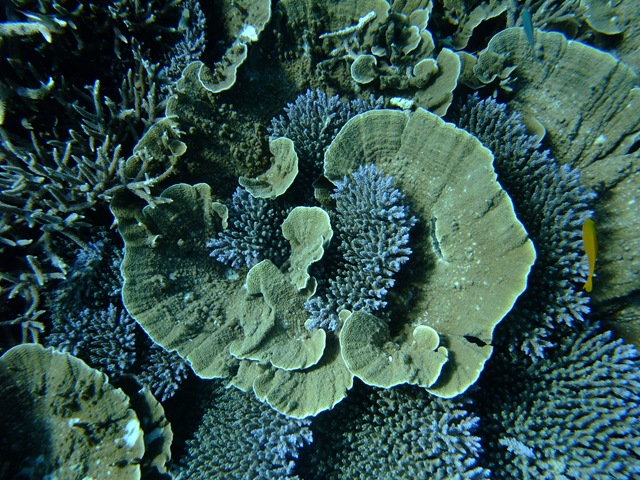 [Coral 2[2].jpg]